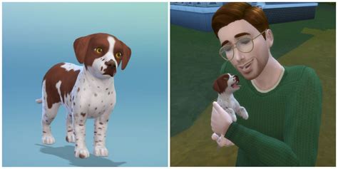 sims 4 adopt a dog evaluation.